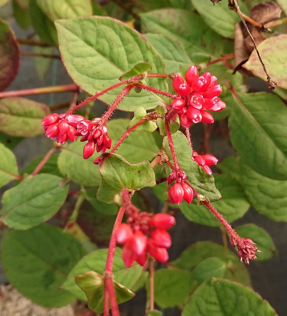 Passion Vivaces PERSICARIA Indian Summer plante rouge corail