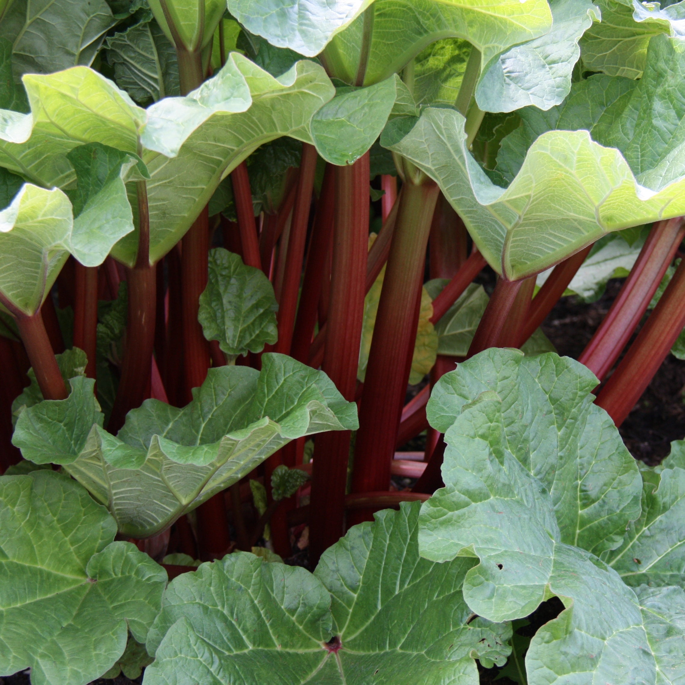 Bakker Rhubarbes pied vivace paquet 3 racines nues potager