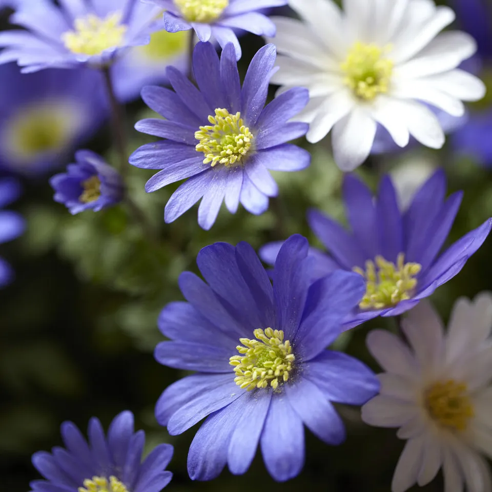 Bakker Bulbes à fleurs Anémone de Grèce violet 20 bulbes