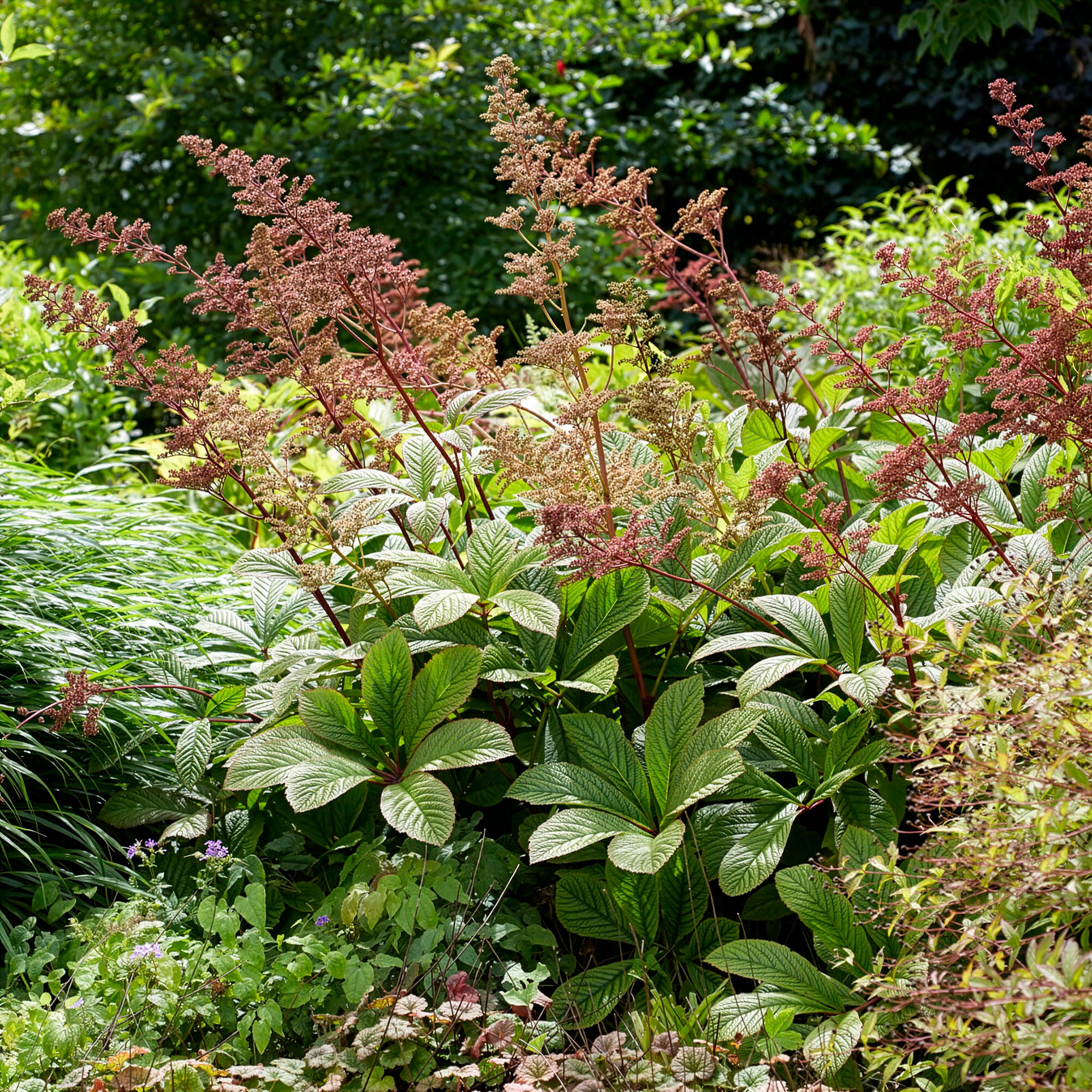 Bakker Rodgersia henrici plante vivace pot 9cm fleur rose