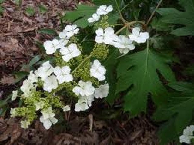Les Hortensias du Haut Bois Hydrangea quercifolia Ice Cristal hortensia