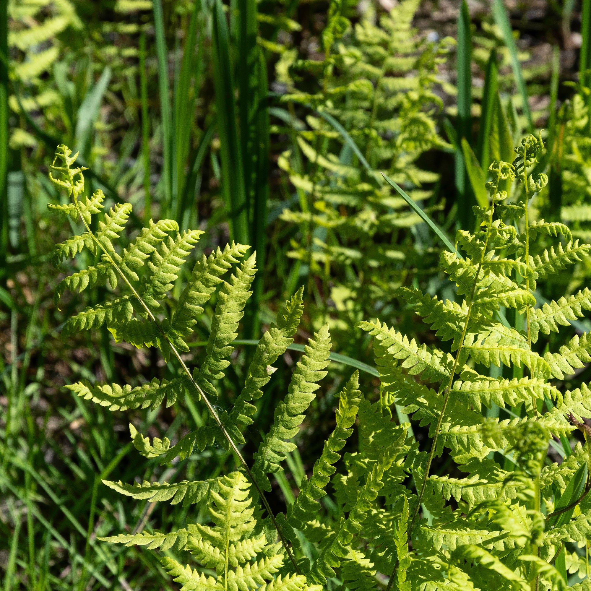 Bakker Plantes vivaces Fougère des marais plante vivace pot 9cm