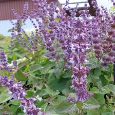 Passion Vivaces Salvia Hannay's Blue vivace godet 1 L bleue