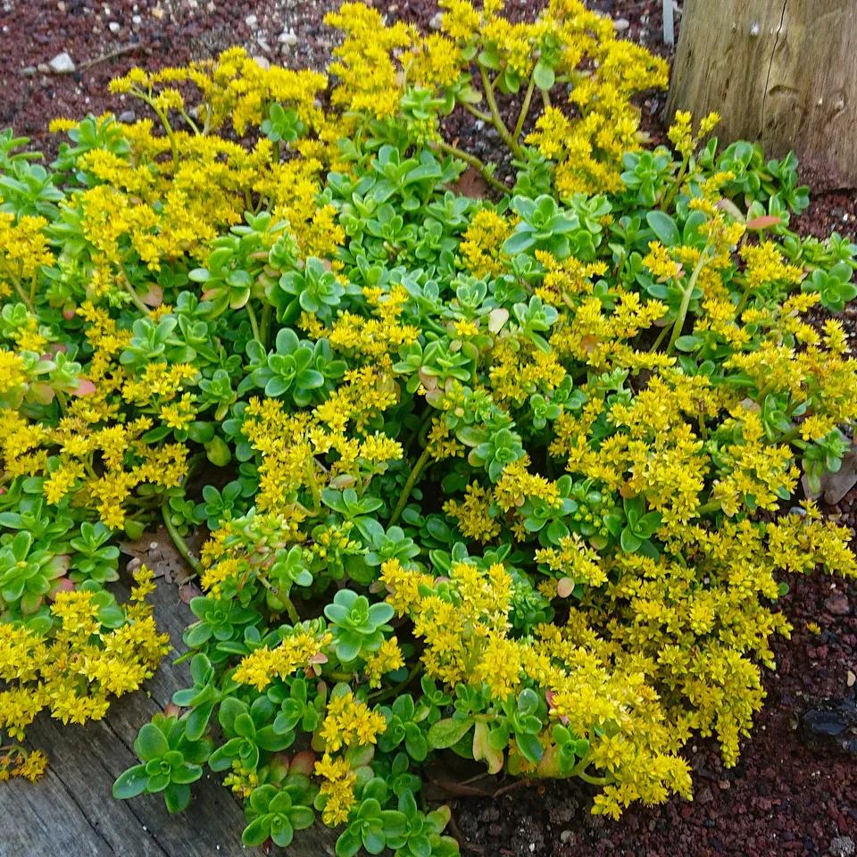 Passion Vivaces Sedum Confusum plante grasse pot 1L jaune