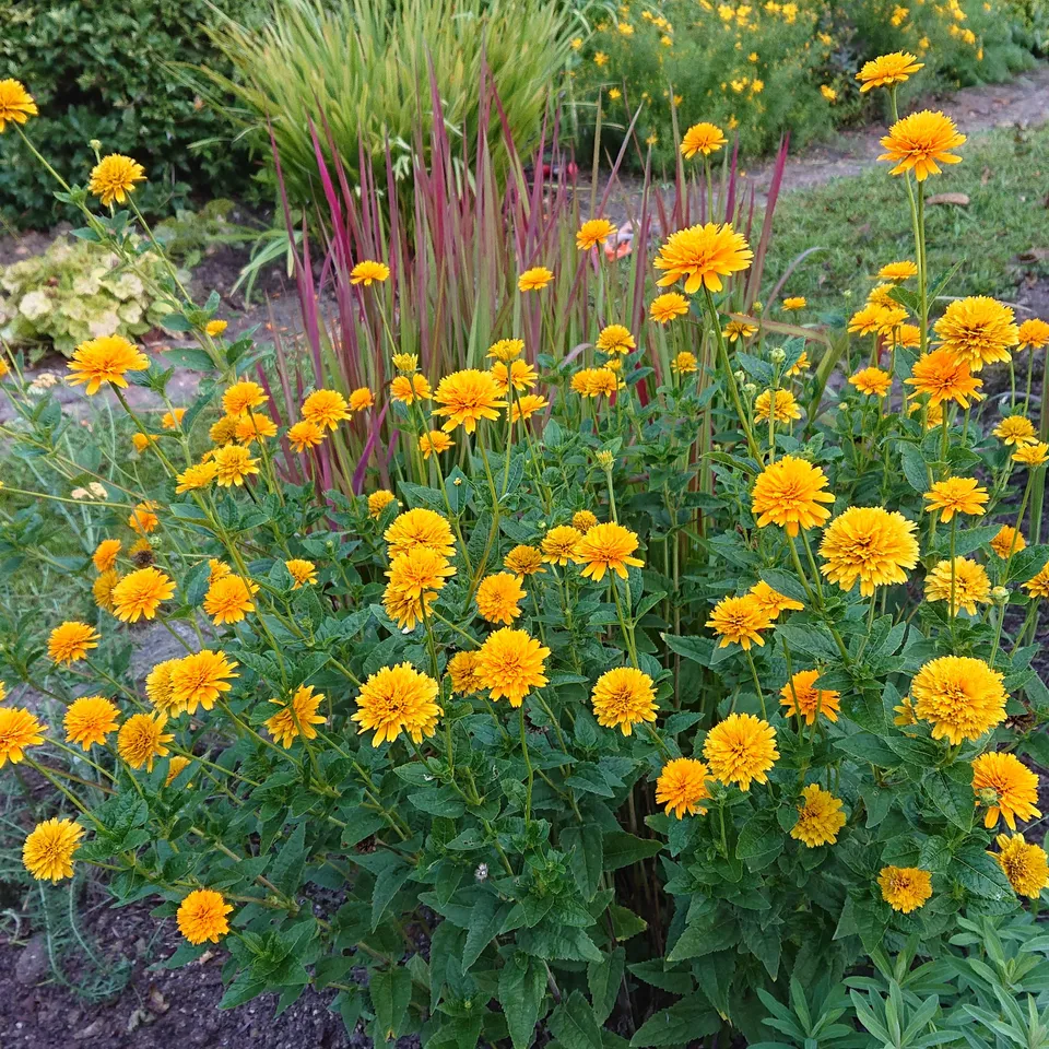Passion Vivaces HELIOPSIS Asahi plante vivace pot 1 litre jaune or