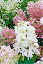 Les Hortensias du Haut Bois Pink Lady hortensia paniculé rose