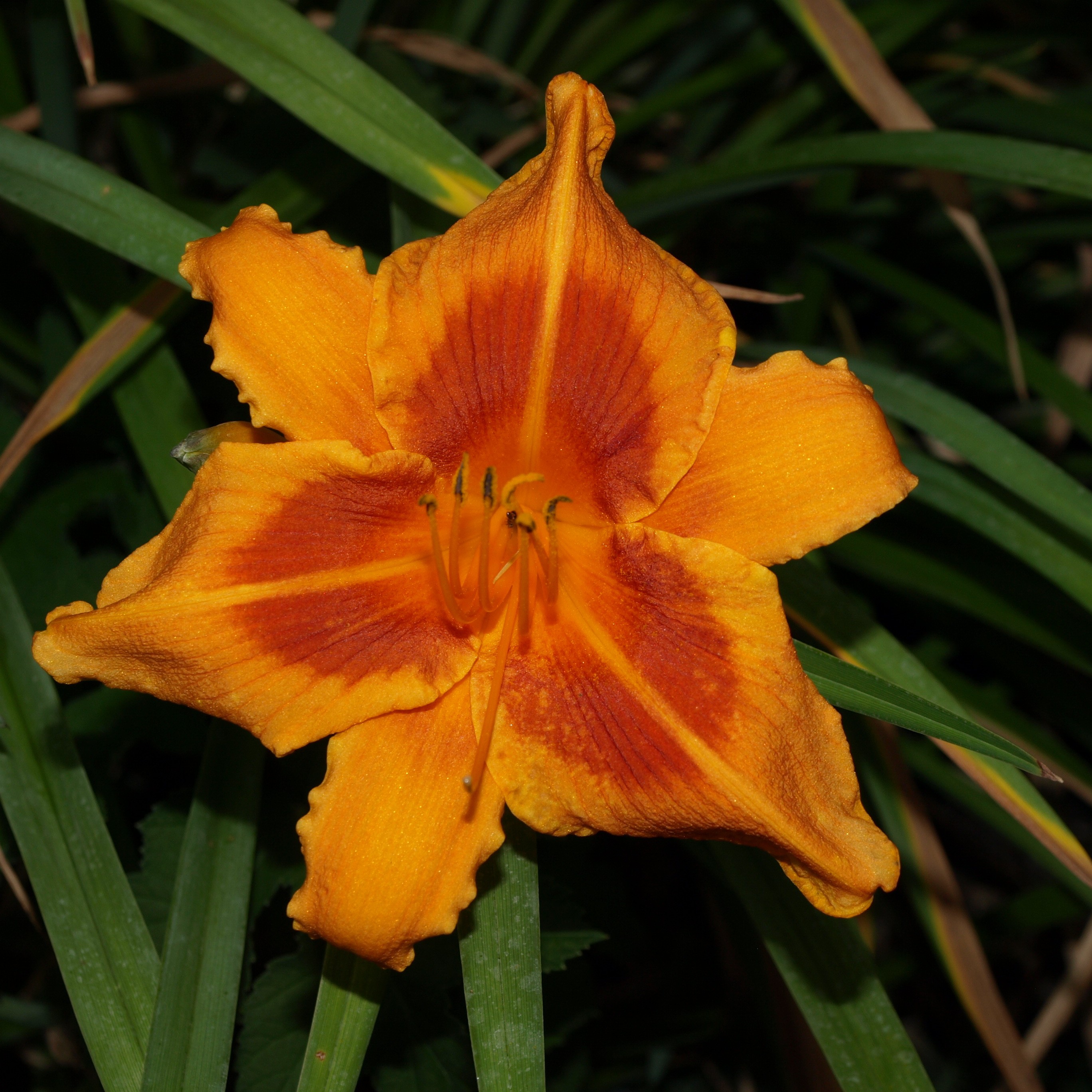 Passion Vivaces Hemerocallis Polka Time plante vivace pot 1L orange