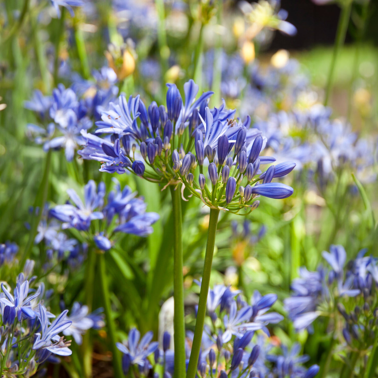 Bakker Agapanthe Charlotte vivace pot Ø 9cm bleue