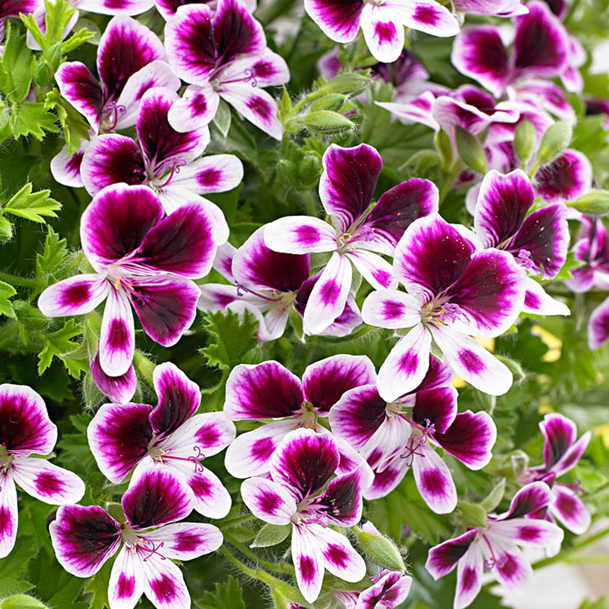 Bakker Mosquitaway Eva pelargonium odorant 3 pots violet