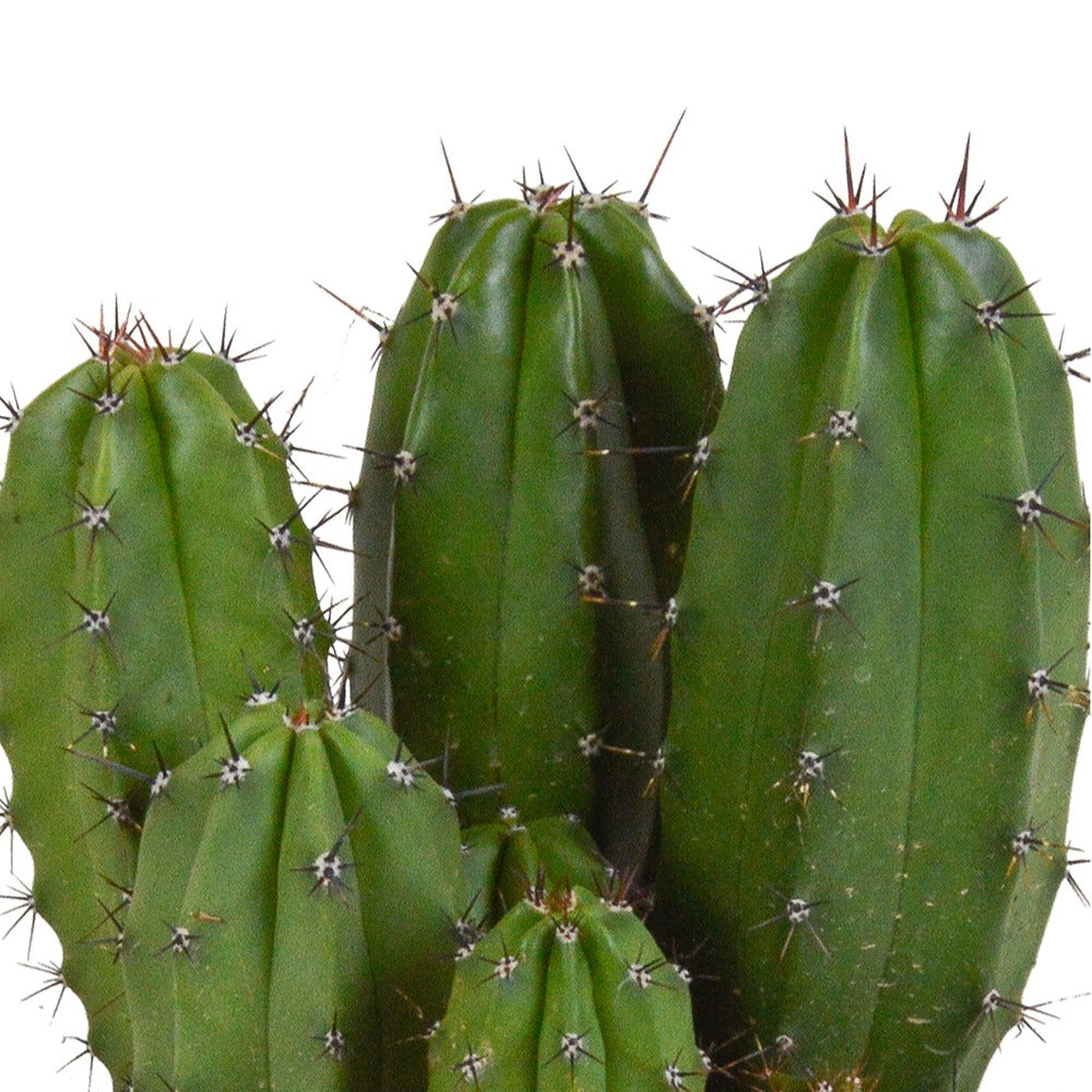 Bakker Polaskia Chichipe cactus pot Ø12cm fruits comestibles
