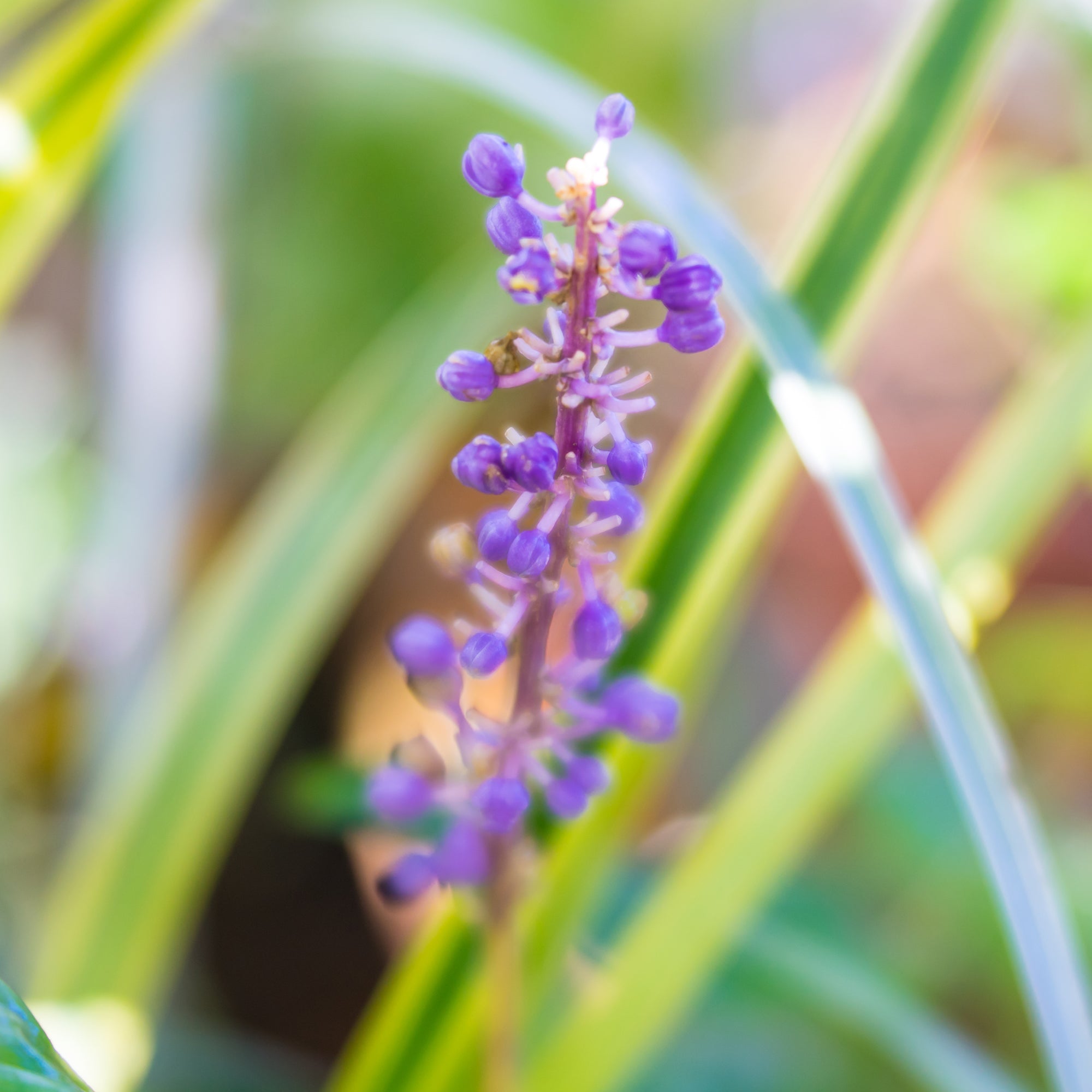 Bakker Liriope muscari Gold Banded vivace pot 9cm