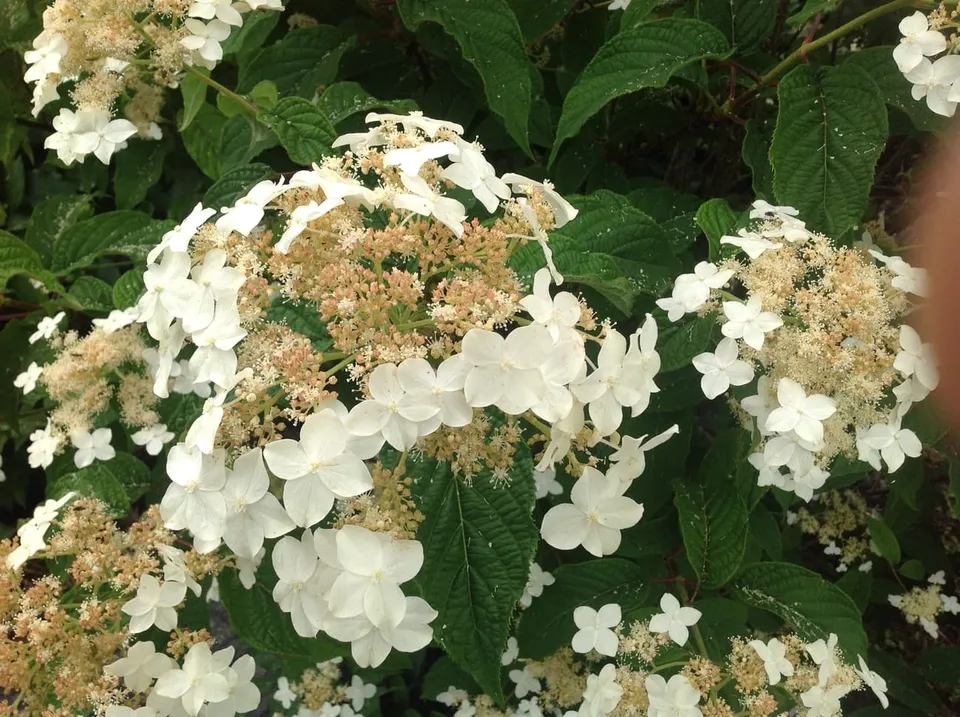 Les Hortensias du Haut Bois Morrey’s Form hortensia heteromalla