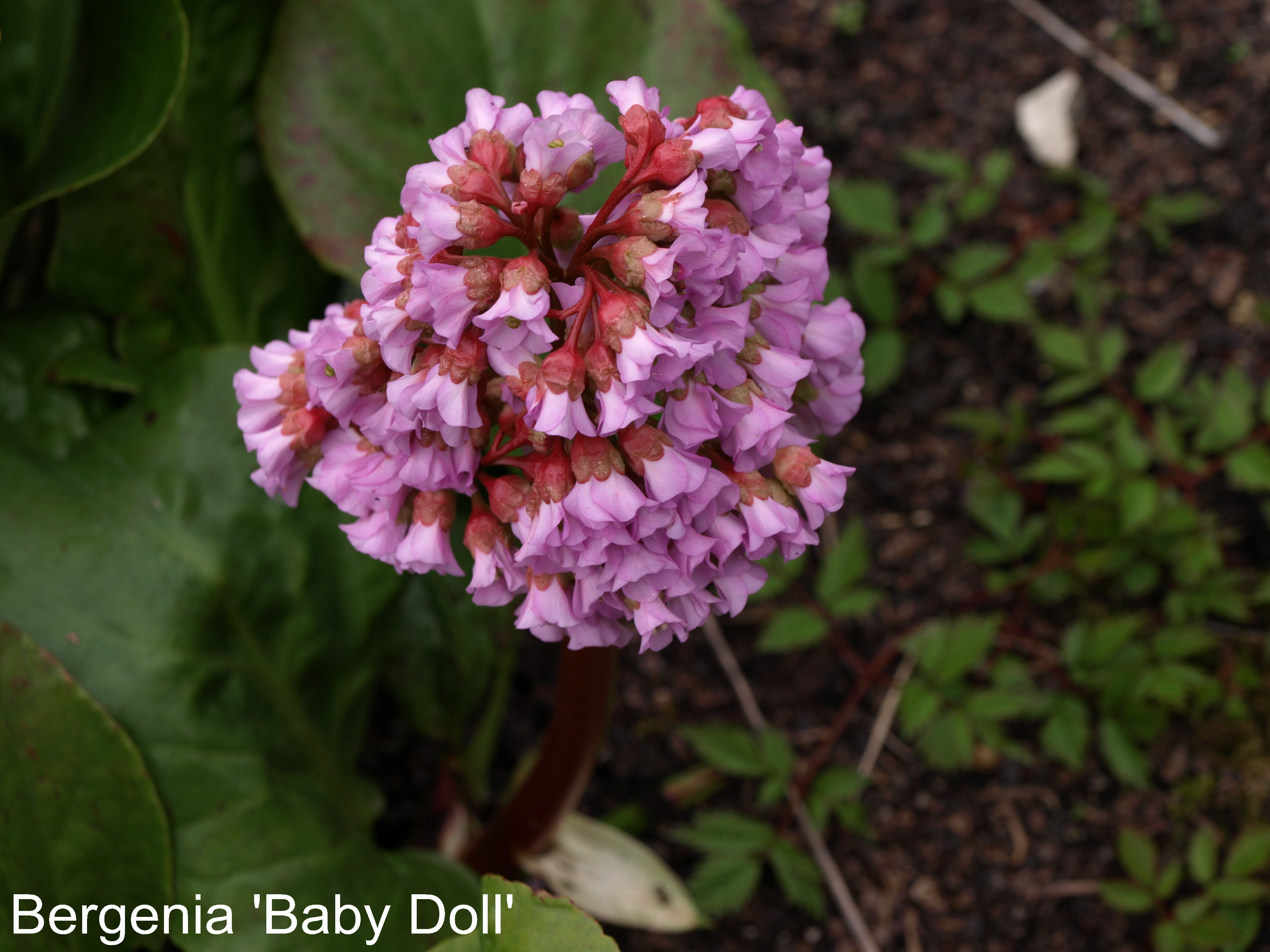 Bergenia Baby Doll plante vivace pot 1 litre fleurs rose tendre