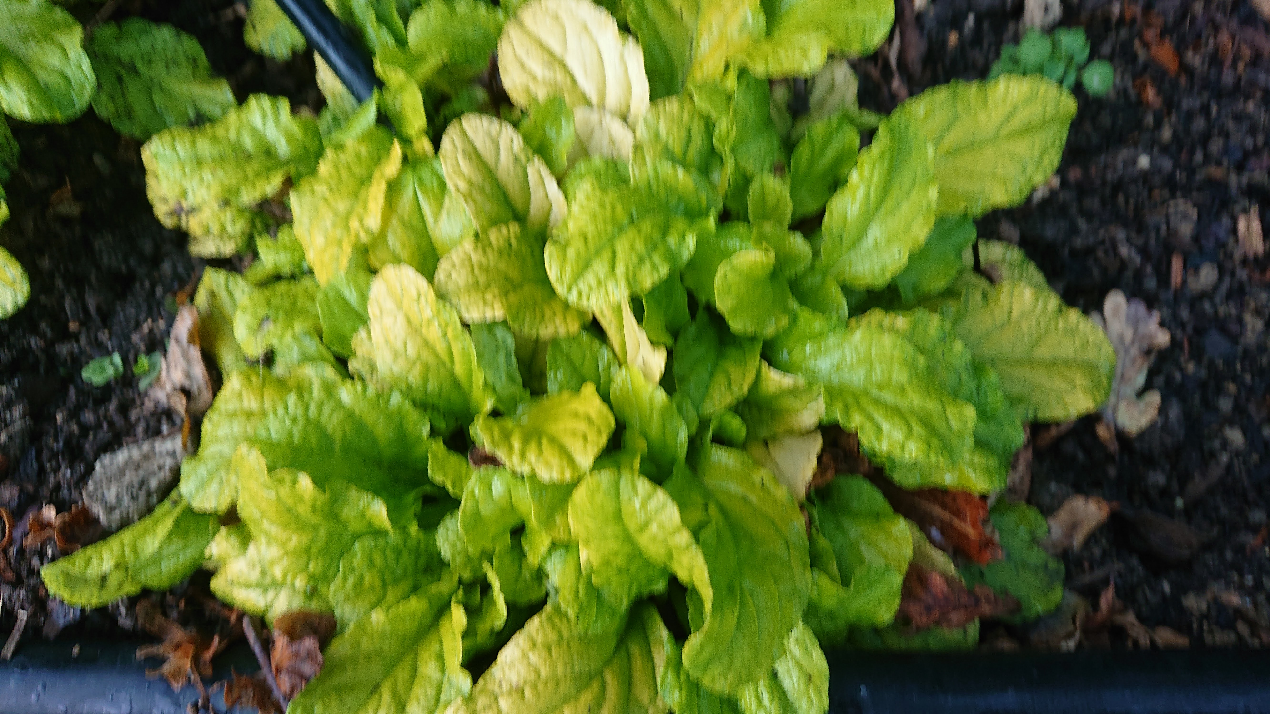 Passion Vivaces Ajuga reptans Gold Chang plante couvre-sol doré