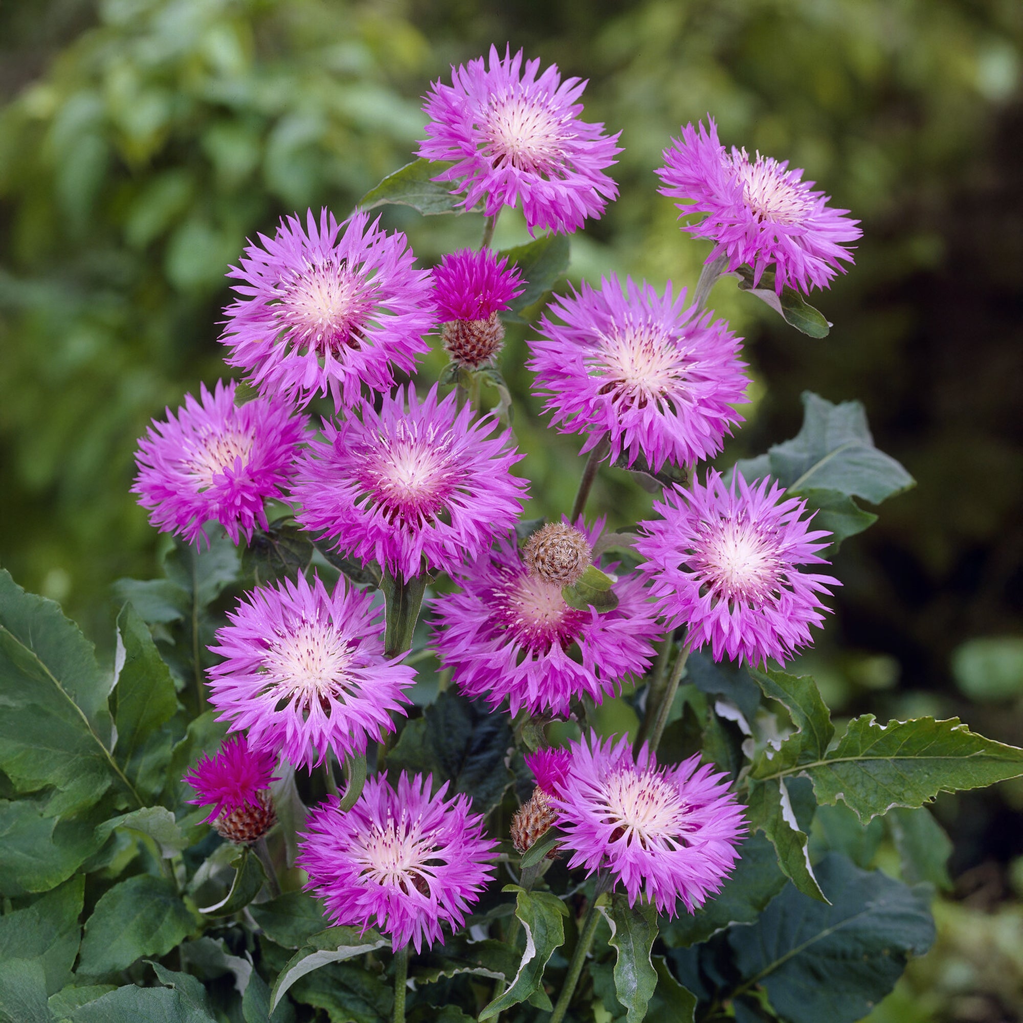Bakker Plantes vivaces Centaurée rose John Coutts pot Ø 9cm soleil