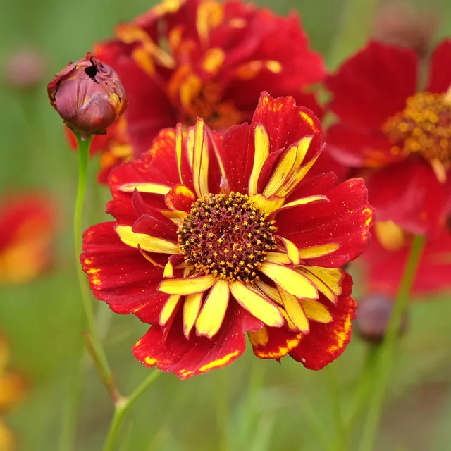 Bakker Coreopsis Roulette graines sachet fleurs rouge et or