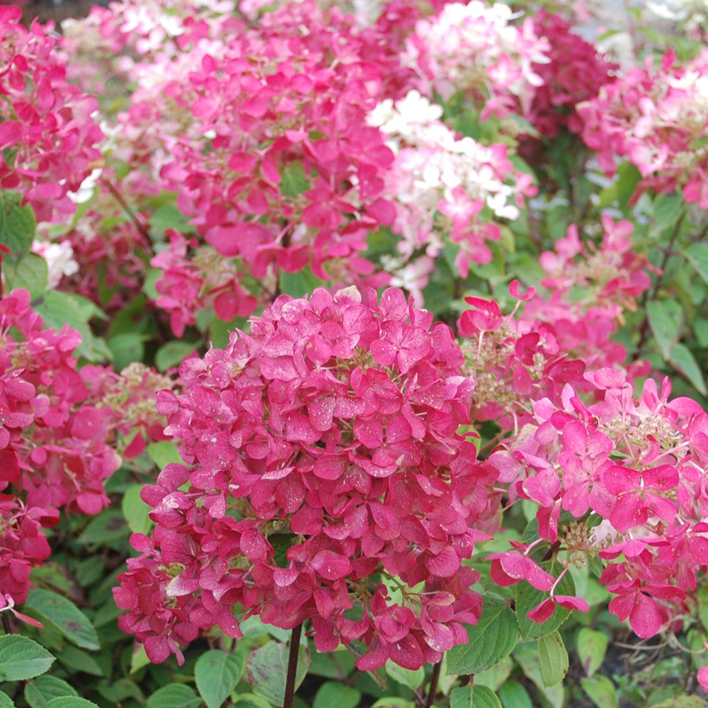Bakker Hortensia Diamant Rouge Rendia pot 1,3L fuchsia