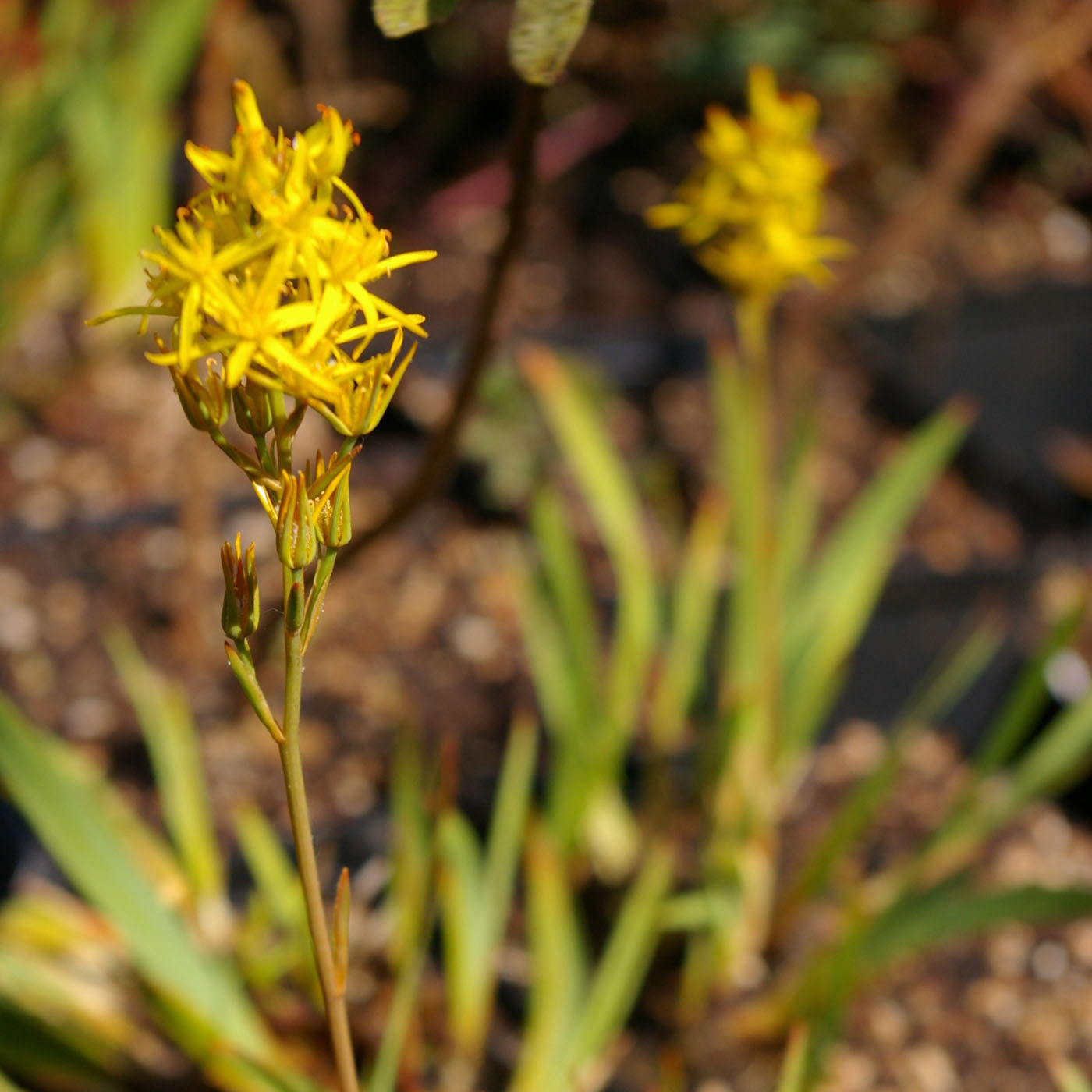 Carniflore Narthecium ossifragum plante tourbière fleur jaune 25cm
