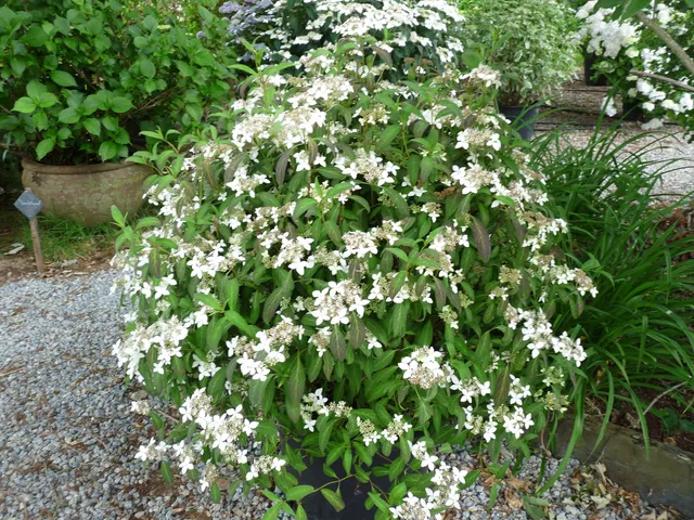 Les Hortensias du Haut Bois Tenuifolia hortensia serrata godet