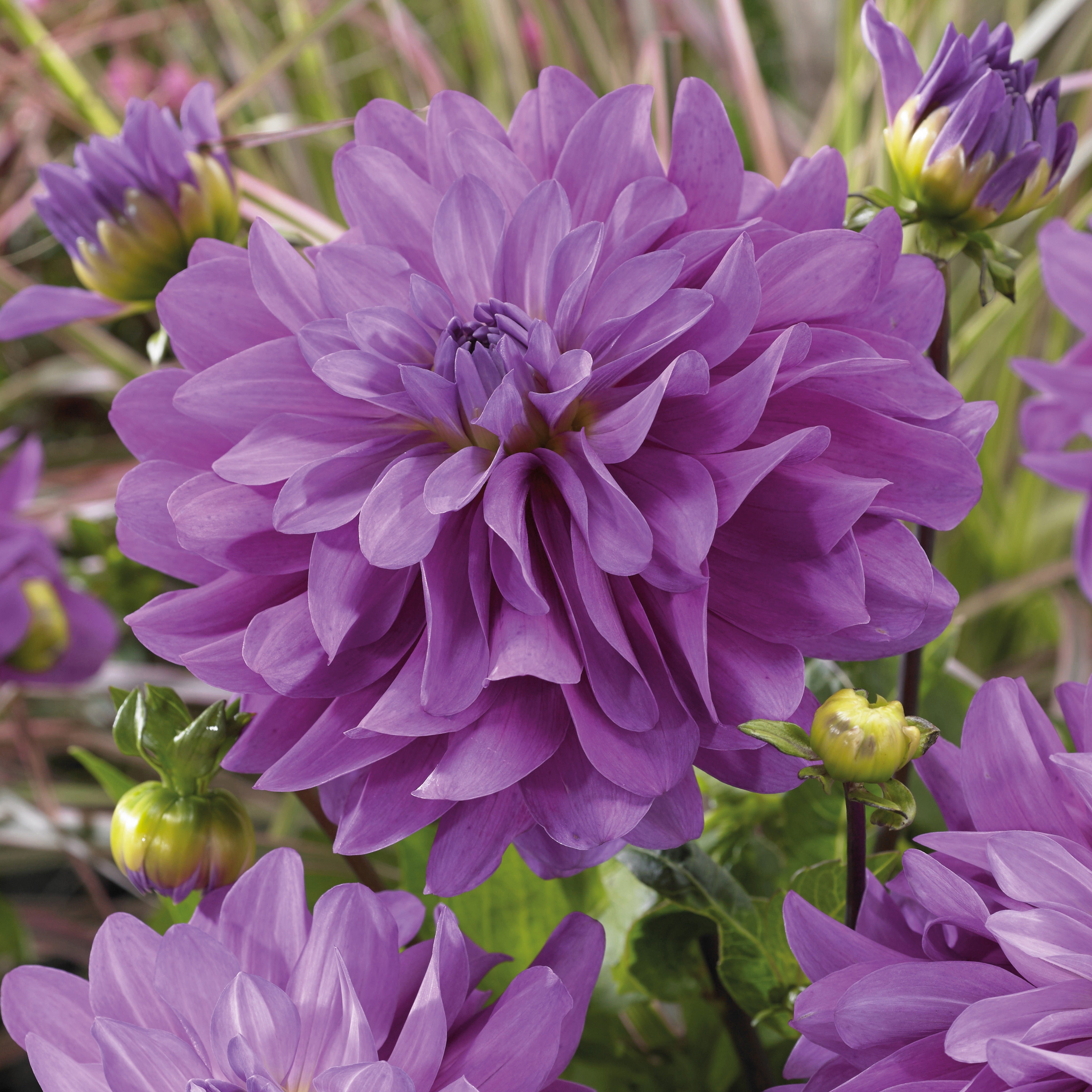 Bakker Bluetiful dahlia violet lot 3 bulbes calibre II