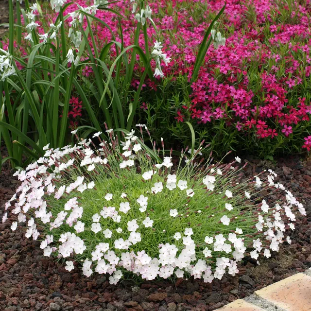 Passion Vivaces Dianthus La Bourboule Alba œillet blanc pot