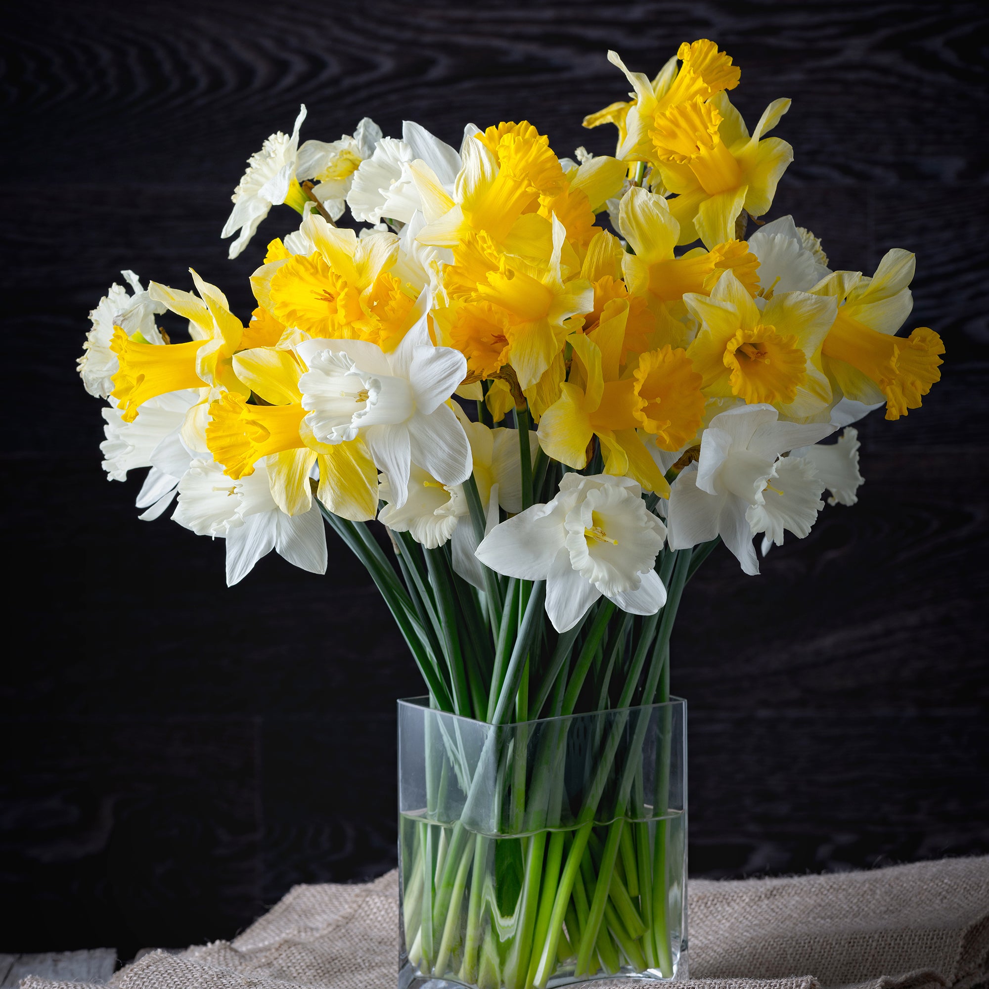 Bakker Narcisses Rijnveld Early Sensation 10 bulbes jaune