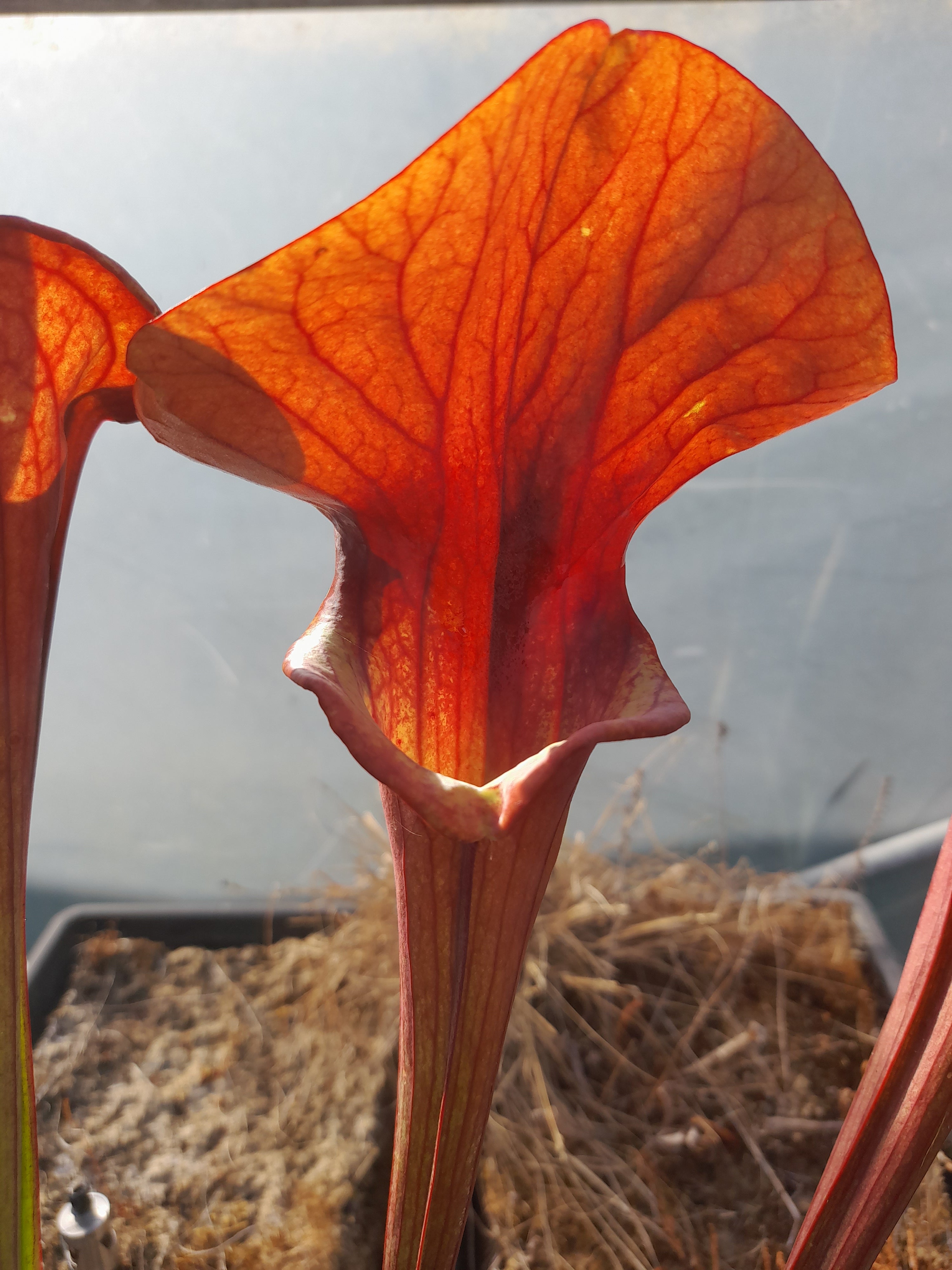 Carniflore Sarracenia x asbo plante carnivore adulte 1 pousse