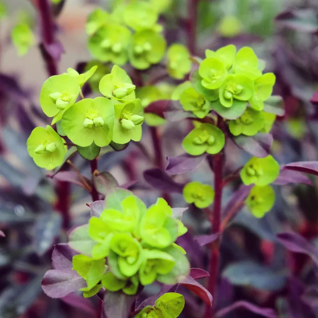 Bakker Plantes vivaces Euphorbe characias Miners Merlot vivace pot 8cm