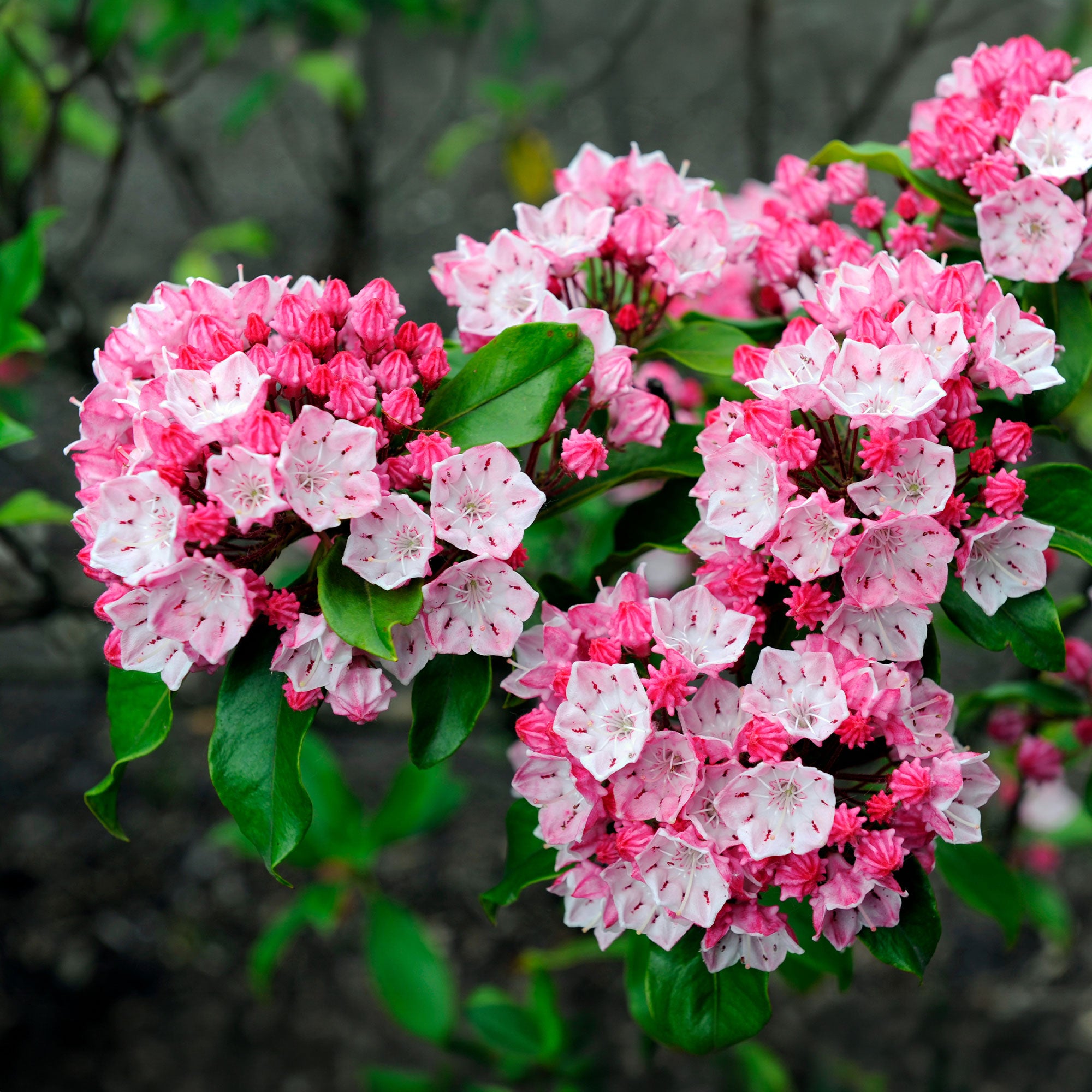Bakker Laurier Montagnes Kalmia Arbuste Pot 3L 20-30cm