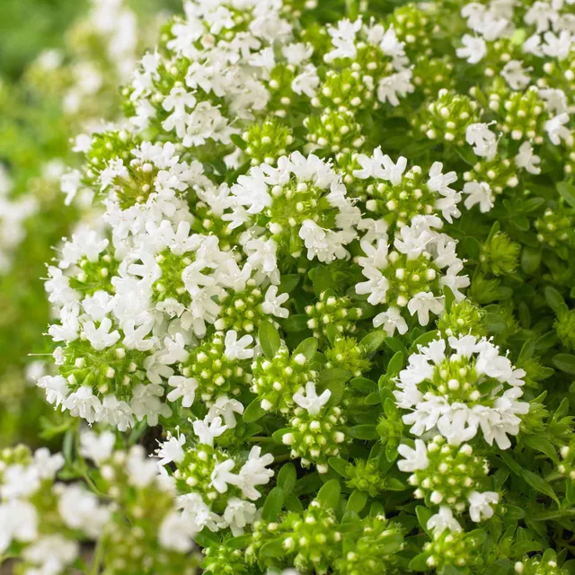 Bakker Thym précoce fleurs blanches couvre-sol pot Ø 9cm