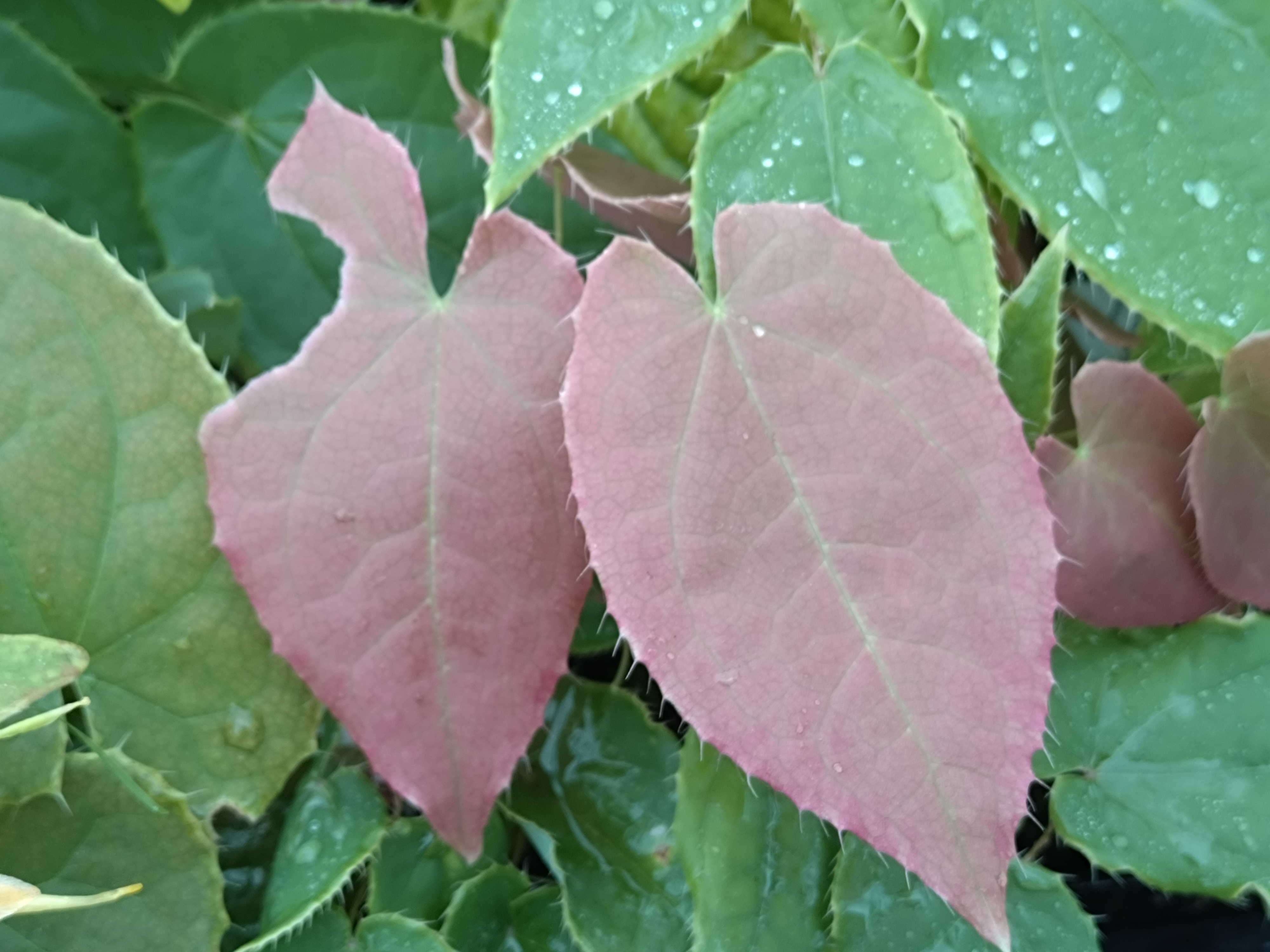 Passion Vivaces Epimedium franchetii Brimstone Butterfly plante vivace pot 1L