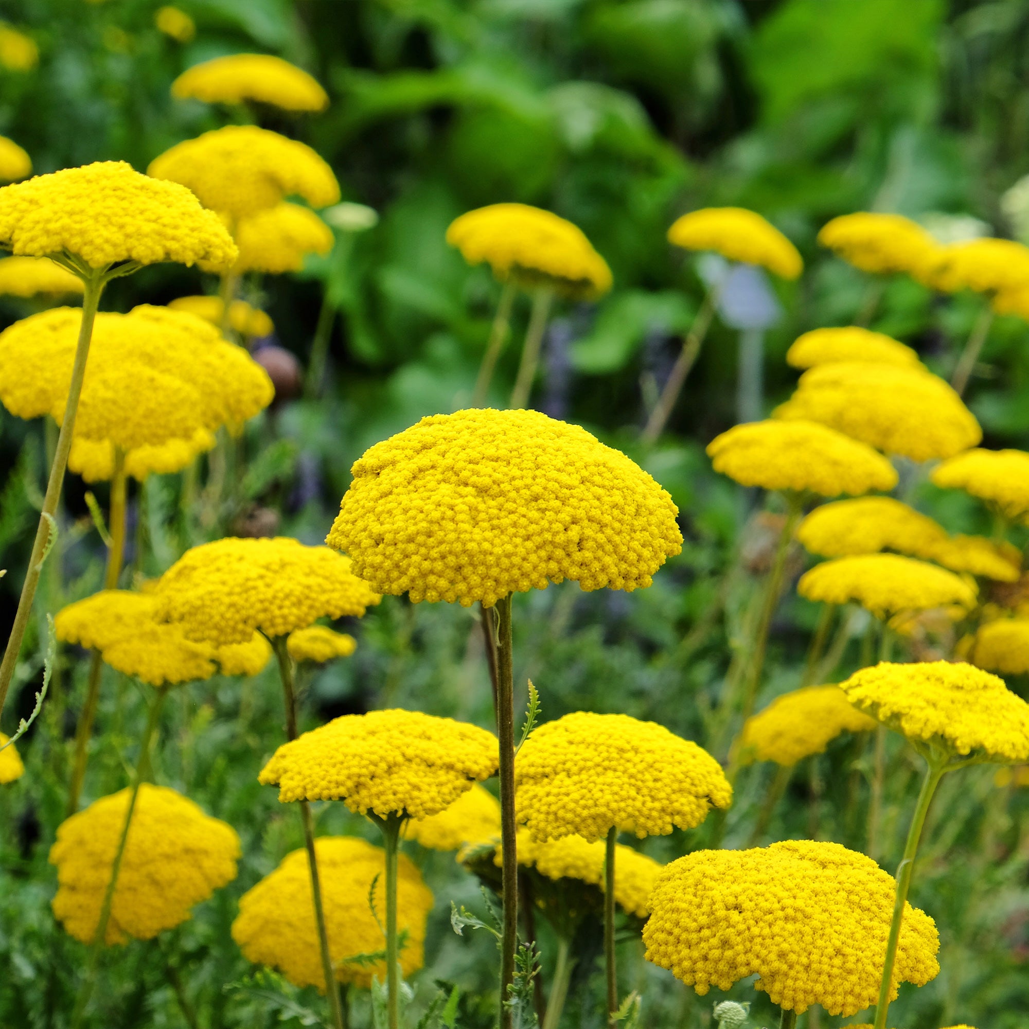 Bakker Massif fleuri 8 plantes vivaces 1,5 m² mi-ombre