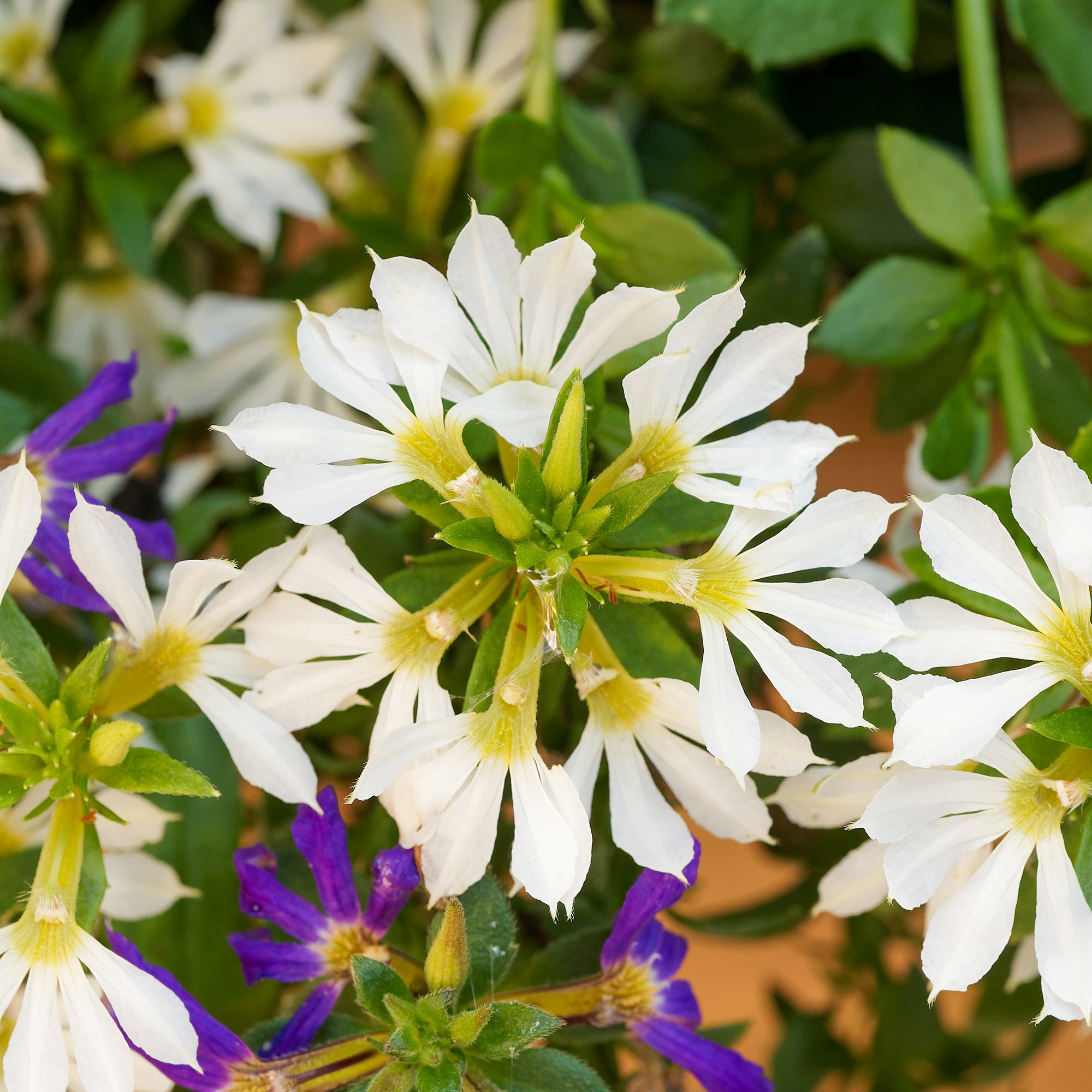 Bakker Scaevola blanc fleur balcon pot Ø 10.5cm blanche