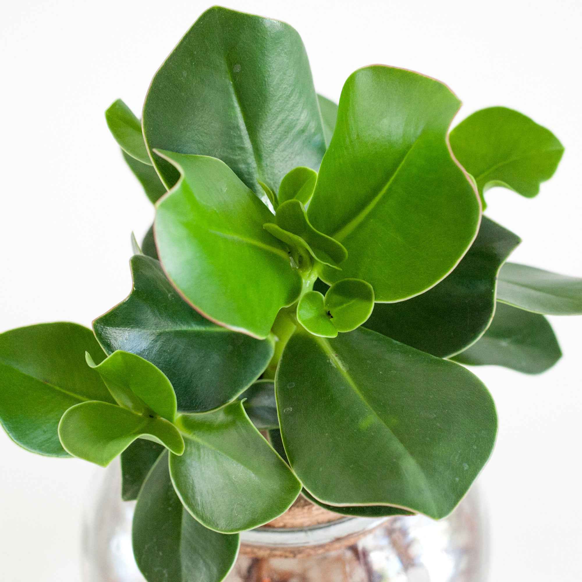 Bakker Clusia Met plante verte kit vase LED
