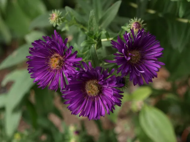 Passion Vivaces Aster Helen Picton plante violet foncé godet