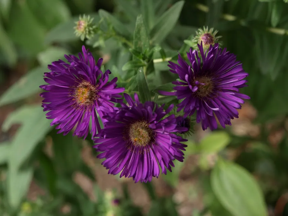 Passion Vivaces Aster Helen Picton plante violet foncé godet