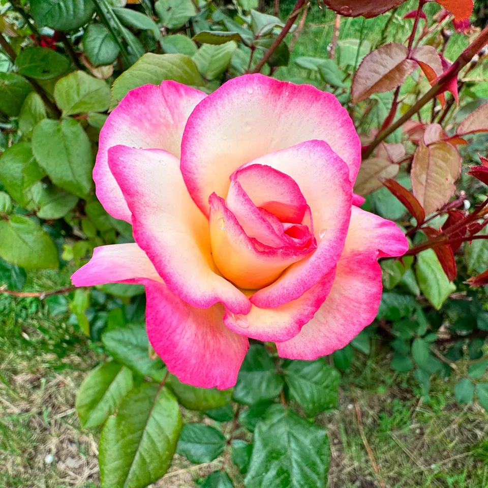 Bakker Haendel rosier grimpant bicolore racine nue 3 branches
