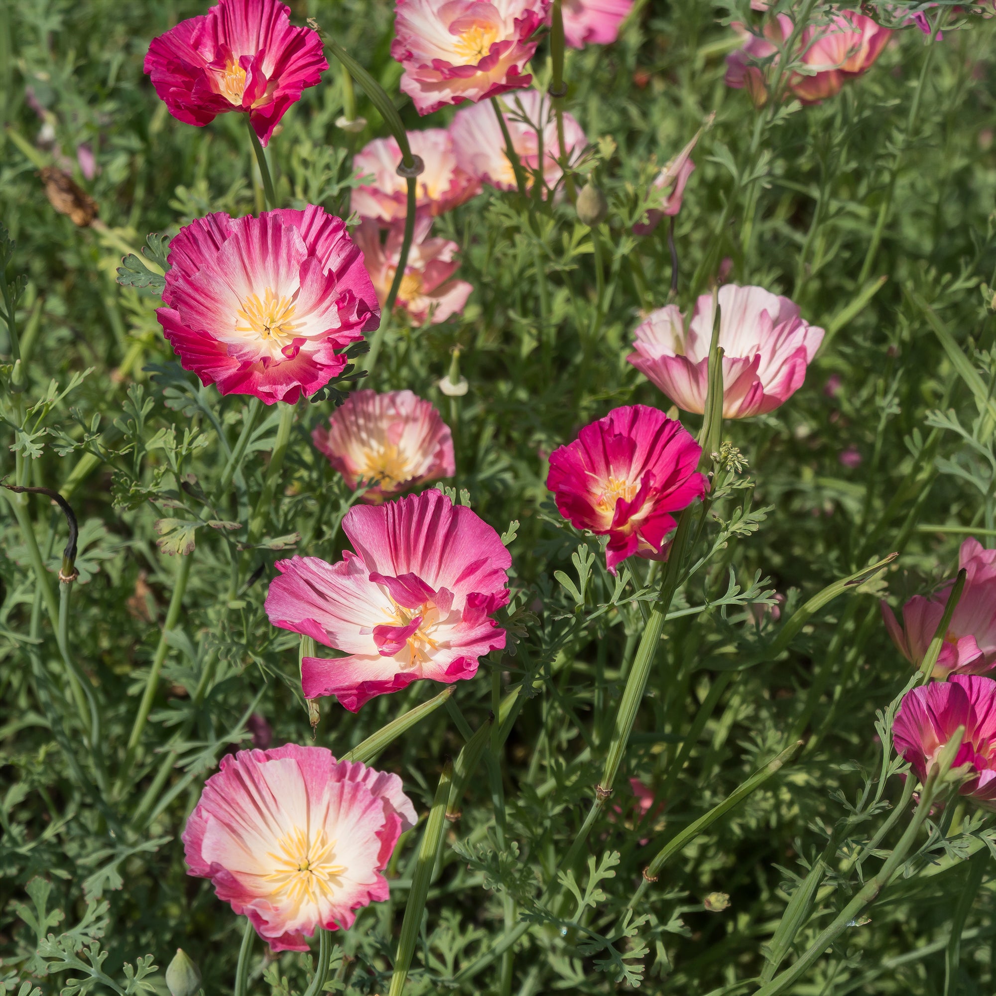 Bakker Pavot Californie Appleblossom graines 0,2g rose double