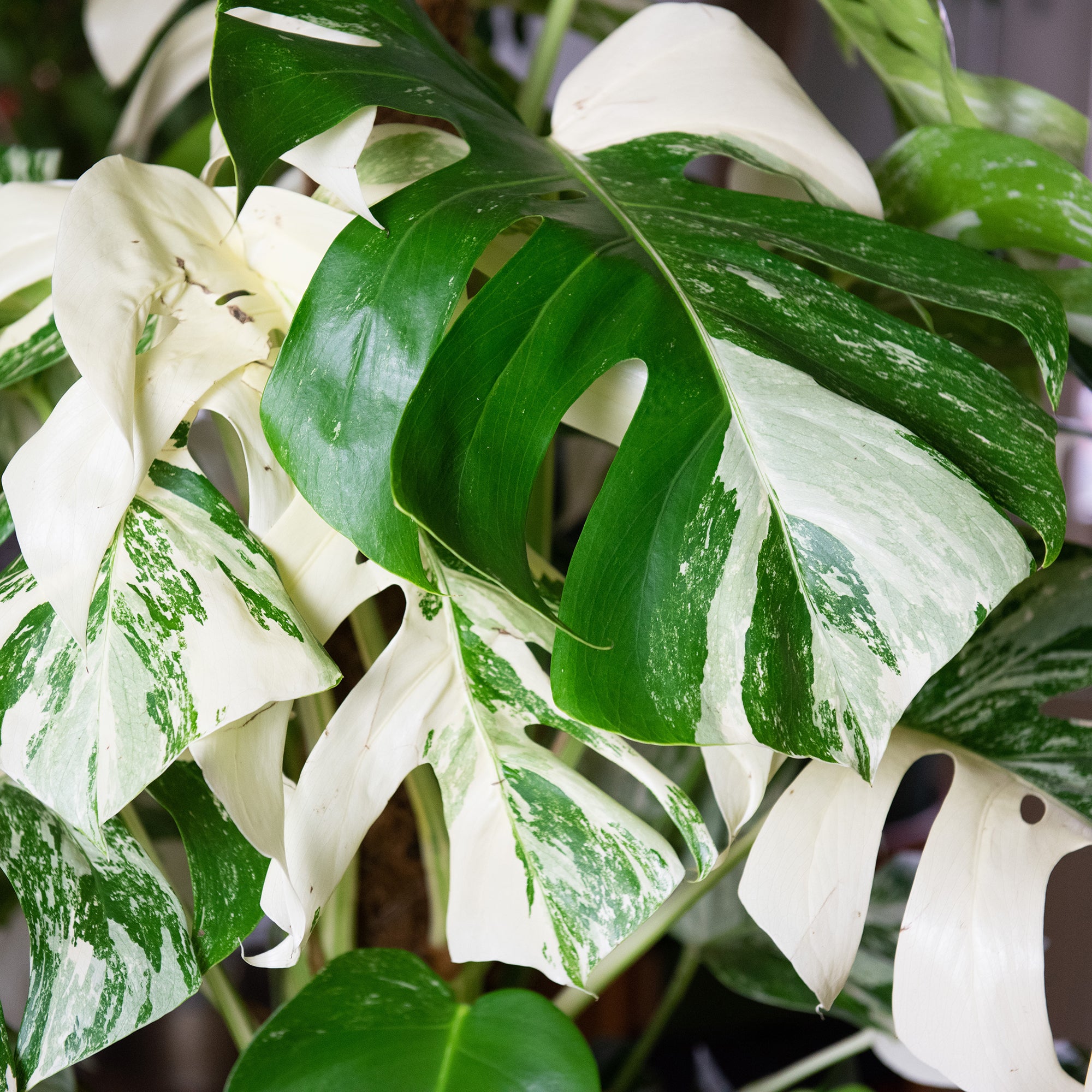 Bakker Plantes Monstera Deliciosa Variegata blanc pot 15cm