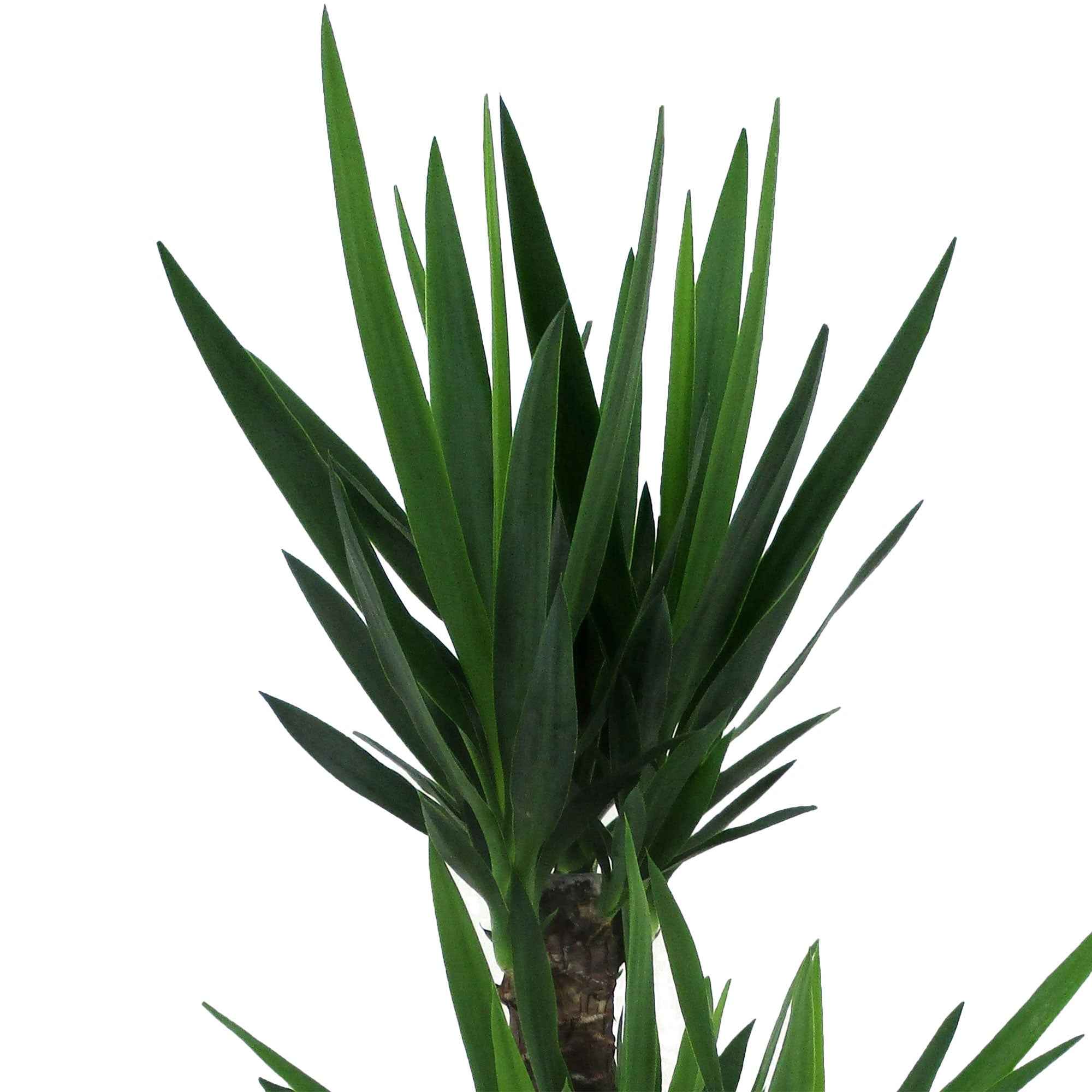 Bakker Plantes d'intérieur Yucca elephantipes XL 2 troncs pot 17cm