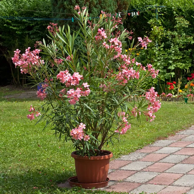 Bakker Laurier-rose pot Ø 10cm arbuste persistant rose