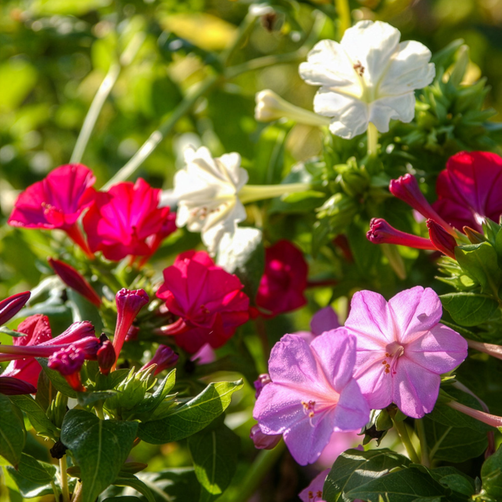 Bakker Mirabilis jalapa belle-de-nuit mélange 6 racines