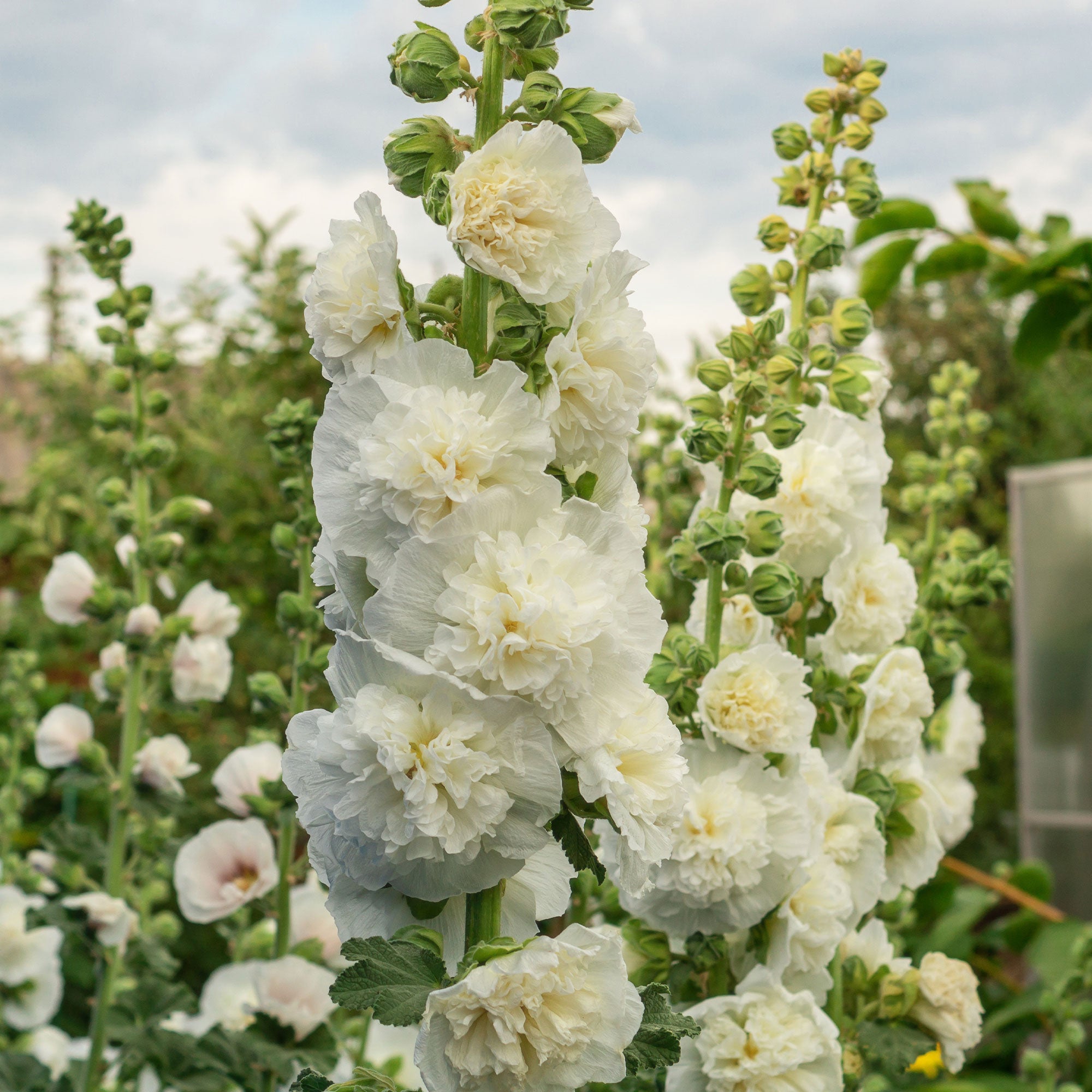 Bakker Alcea rosea rose trémière double blanche pot 8cm