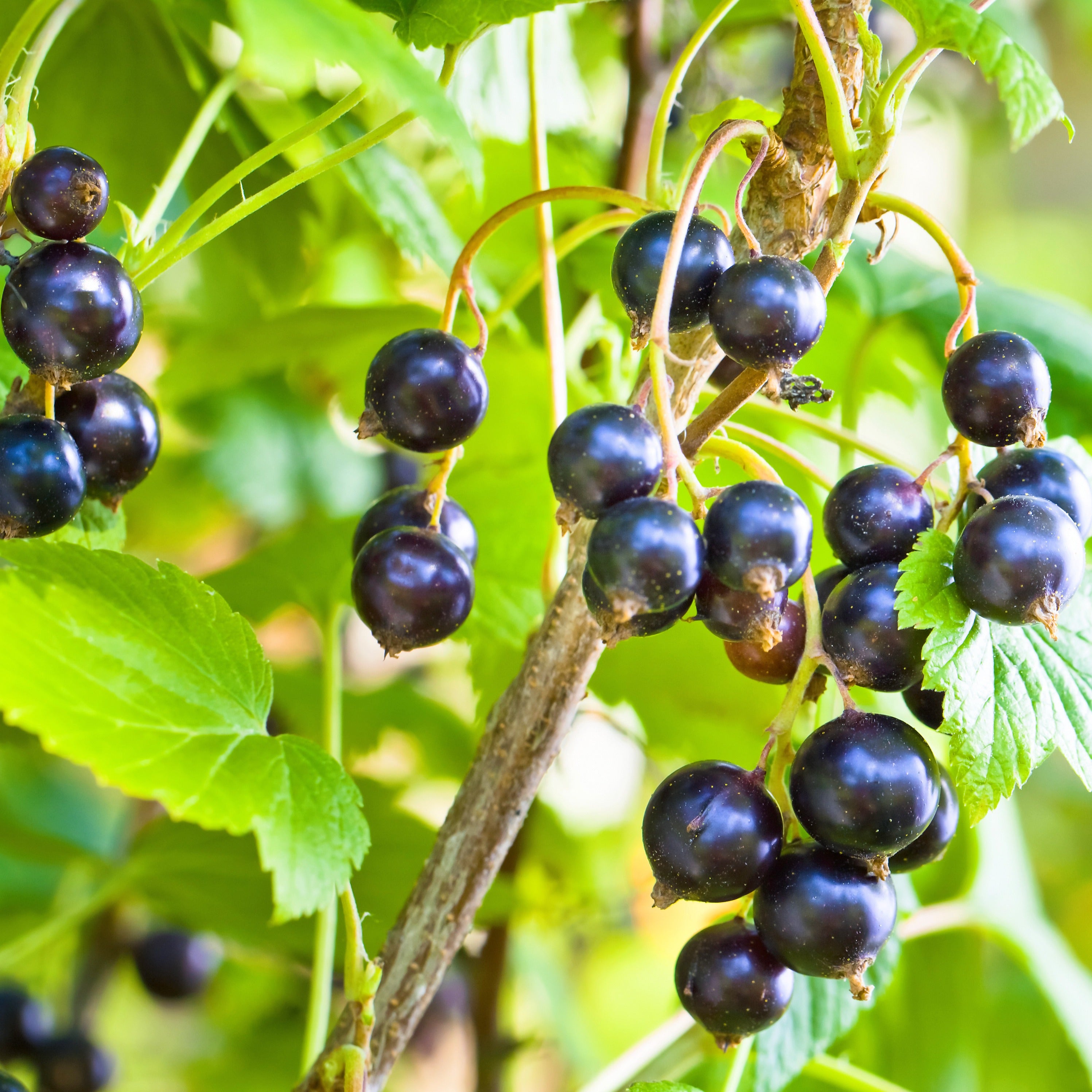 Bakker Cassissier Andega gros fruits racine nue 1-2 branches