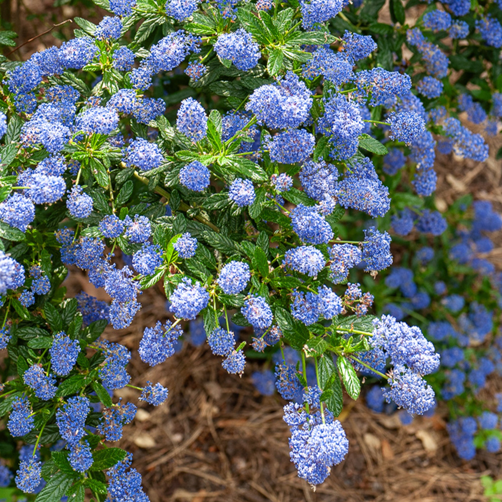 Bakker Céanothe Concha Lilas de Californie Arbuste Bleu Pot 9cm