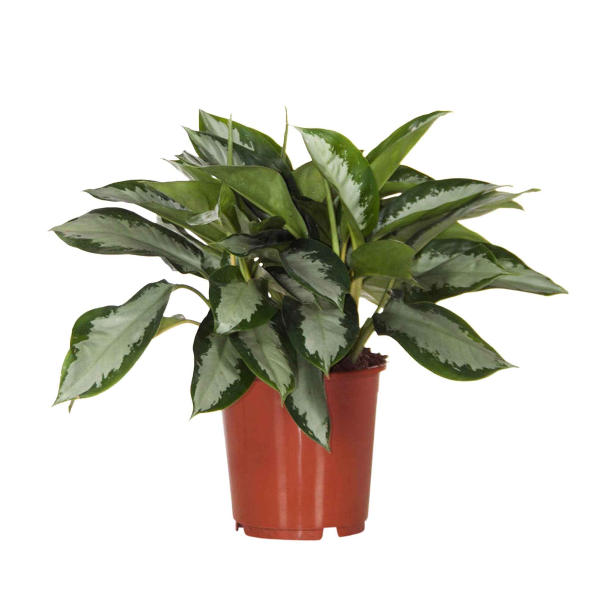 Bakker Silver Bay Aglaonema gris-vert pot Ø17cm ombre