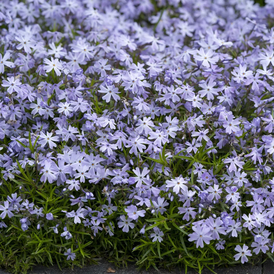 Bakker Emerald Cushion Blue phlox mousse pot 9cm violet