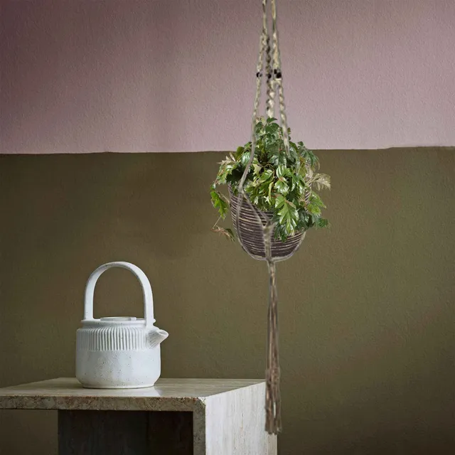 Bakker Cissus Ellen Danica plante suspendue pot 17 cm
