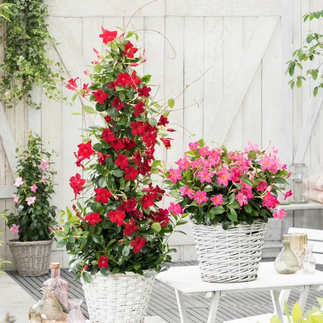 Bakker Dipladénia rouge Mandevilla pot 10,5cm floraison mai-oct