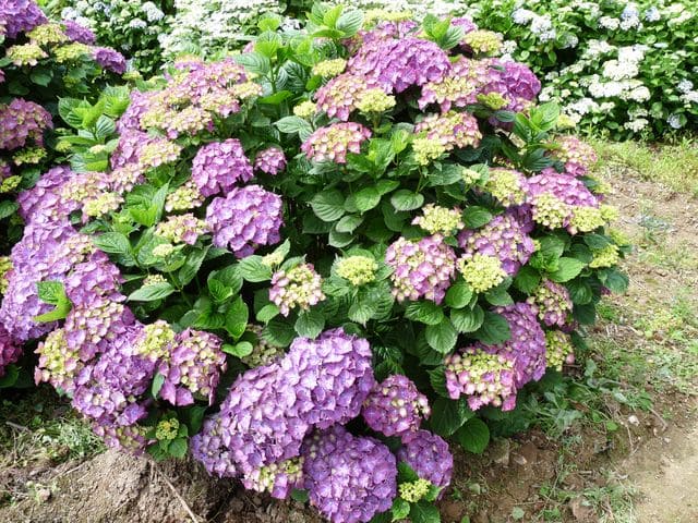Les Hortensias du Haut Bois Président Touchard hortensia godet